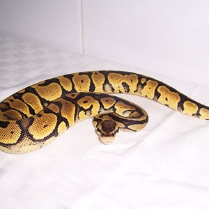 LEMON PASTEL (8).JPG