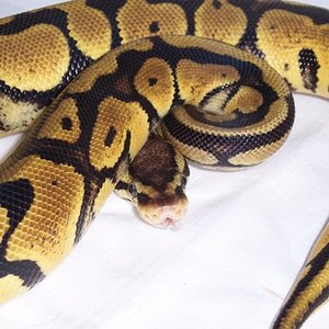 LEMON PASTEL (10).JPG