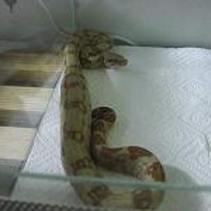 hogg despues come.JPG