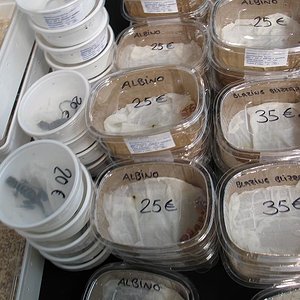 expoterraria sep 08 459 reduc.jpg