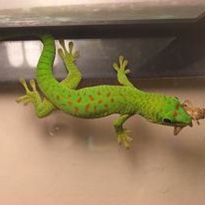 phelsuma come.JPG