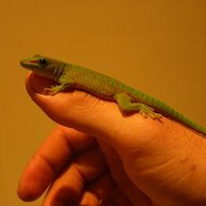 phelsuma mano.JPG