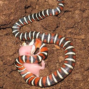 piromelana reduc.jpg