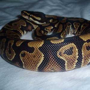 yellow belly 0.1.jpg