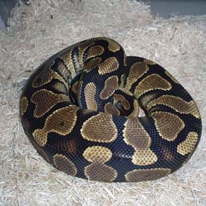 yellow belly 1.0.jpg