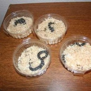 serpientes pequenas 002 min.jpg