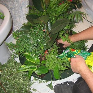 Terrario_Camaleon (8).jpg