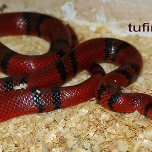 Lampropeltis hondurensis 014.jpg