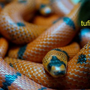 Lampropeltis hondurensis 013.jpg