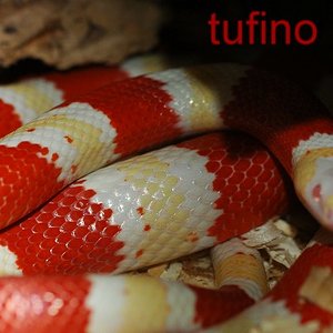 Lampropeltis hondurensis 010.jpg