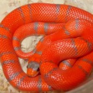 Lampropeltis hondurensis 002.jpg