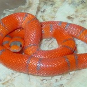 Lampropeltis hondurensis 003.jpg