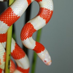 Lampropeltis hondurensis 011.jpg