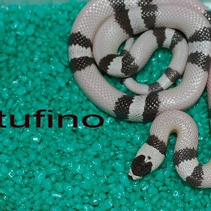 Lampropeltis hondurensis 006.jpg