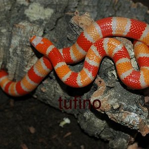 Lampropeltis hondurensis 009.jpg