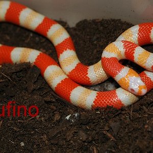 Lampropeltis hondurensis 012.jpg