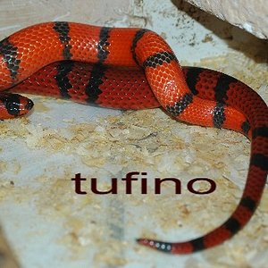 Lampropeltis hondurensis 007.jpg