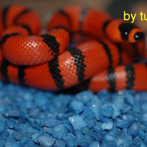 Lampropeltis hondurensis 001.jpg
