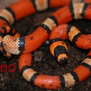 Lampropeltis hondurensis 008.jpg