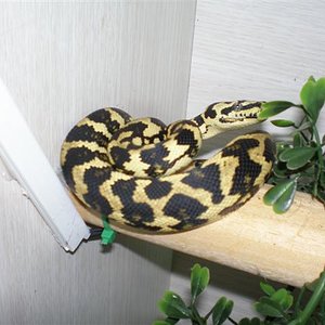 P9170315 (Small).JPG