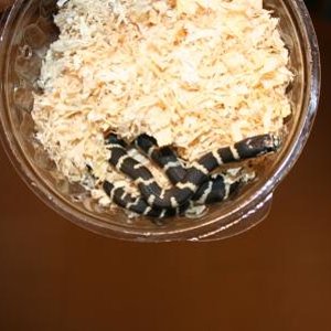 Serpiente rey california (8) min.jpg