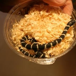 Serpiente rey california (10) min.jpg