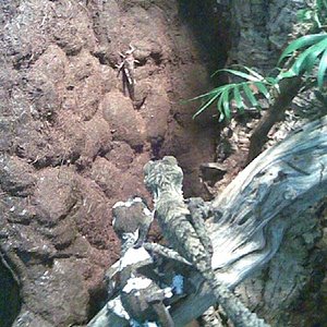 uroplatus.jpg