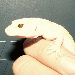 ojo cobre enigma.jpg