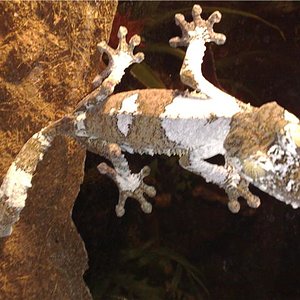 uroplatus4.jpg