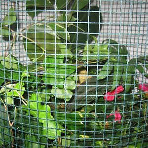 Terrario_Camaleon (53).JPG