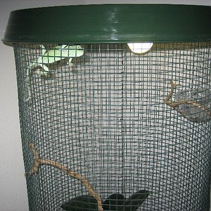 Terrario_Camaleon (54).JPG