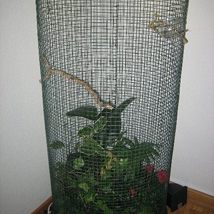 Terrario_Camaleon (57).JPG