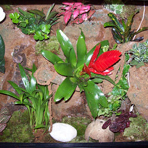 Terrari-granotes 002.jpg