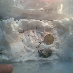 Copia de henry_baby.jpg