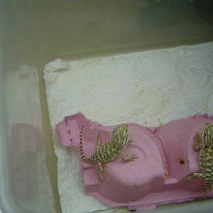 Copia de henrys25nov08 (4).jpg