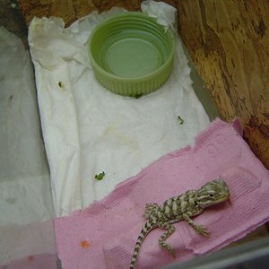 Copia de henrys25nov08 (5).jpg