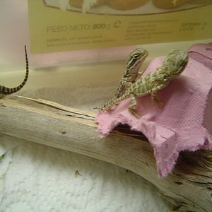 Copia de henrys25nov08 (6).jpg