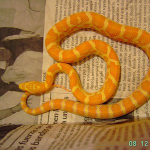 Supercorn orangercream. 1.JPG