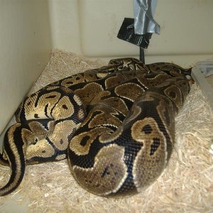 DSCF4371 (Medium).JPG