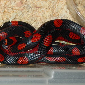 L.t. hondurensis aberrante motley.jpg