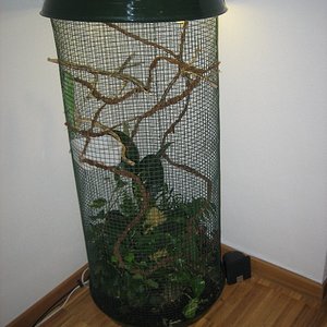 Camaleones (23)_600x800.jpg