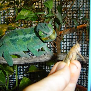 Copia de saltamontes (2).jpg