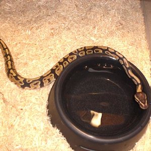 Regius Fire Hembra.jpg