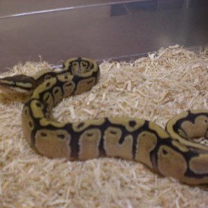 Regius Firre Macho.jpg