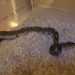 Regius Spider hembra.jpg