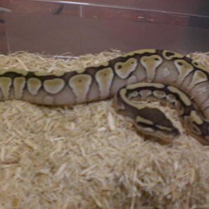 Regius Lesser Platinum Hembra.jpg