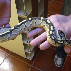 Regius Butter Hembra.jpg