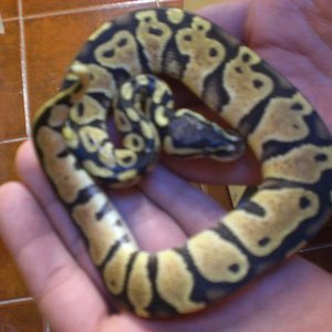 Regius pastel femea.jpg