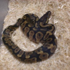 Regius Yellowbelly Macho.jpg