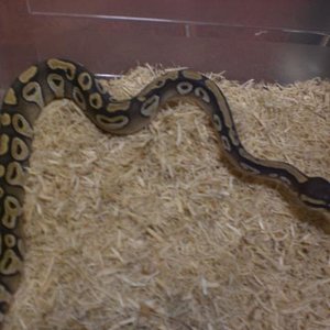 Regius Mojave macho.jpg